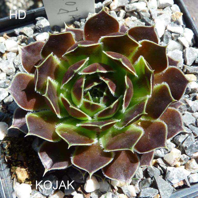 Kojak / Jovi
