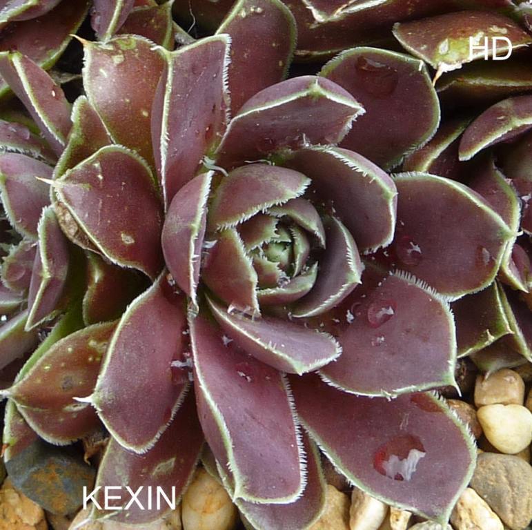 Kexin / Jovi