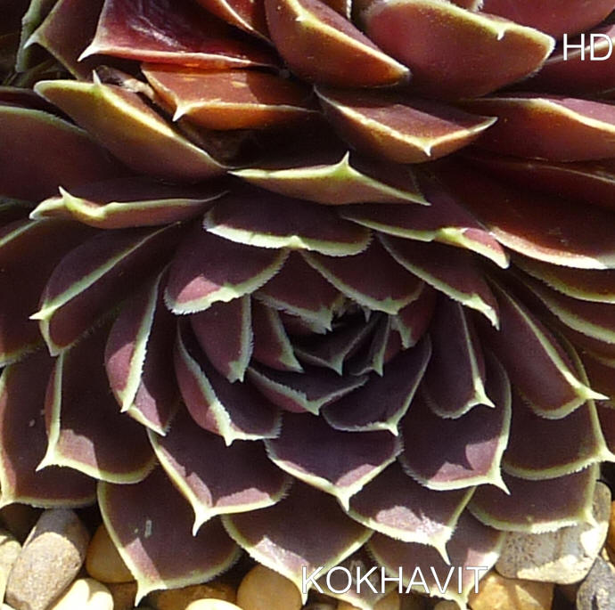 Kokhavit / Jovi