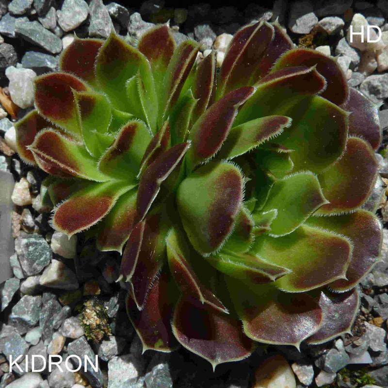 Kidron / Jovi