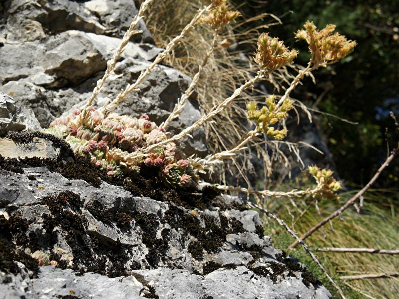 globiferum ssp. lagarinianum from Spiazzi