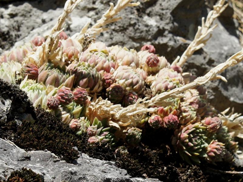globiferum ssp. lagarinianum from Spiazzi