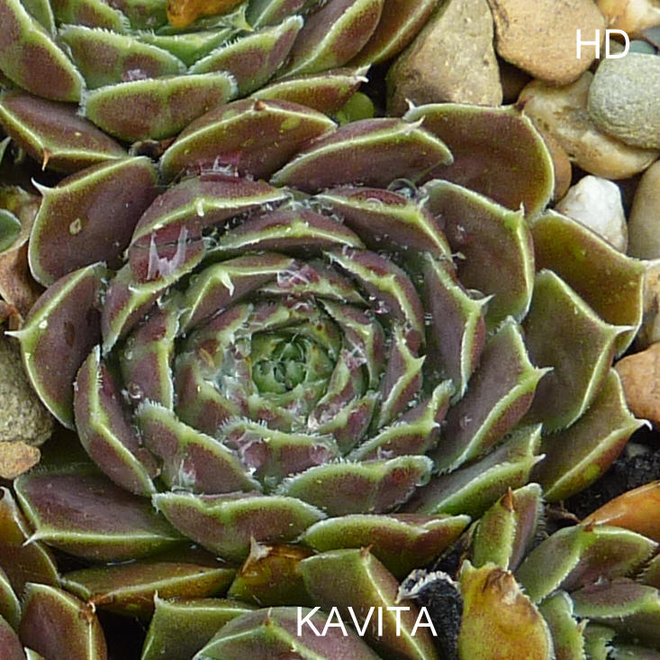 Kavita / Jovi