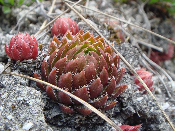globiferum ssp. hirtum from Žumberačko gorje