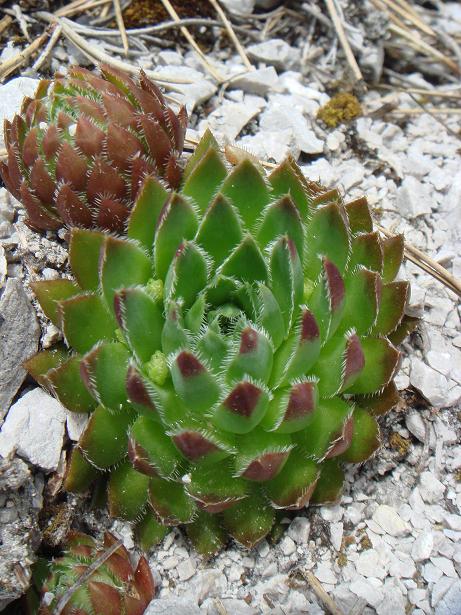 globiferum ssp. hirtum from Žumberačko gorje