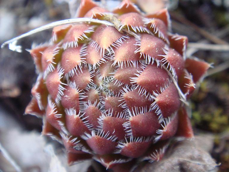 globiferum ssp. hirtum from Žumberačko gorje
