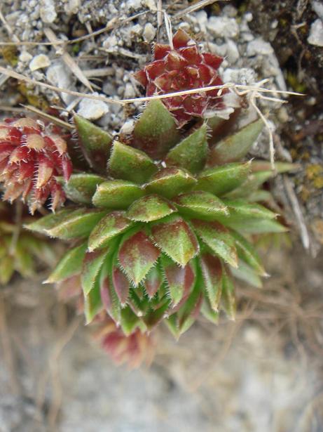 globiferum ssp. hirtum from Žumberačko gorje