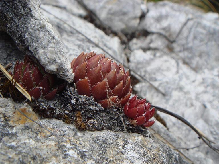 globiferum ssp. hirtum from Žumberačko gorje