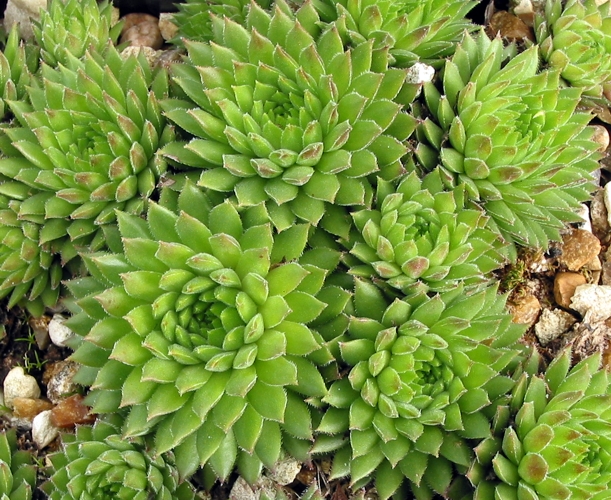 thompsonianum