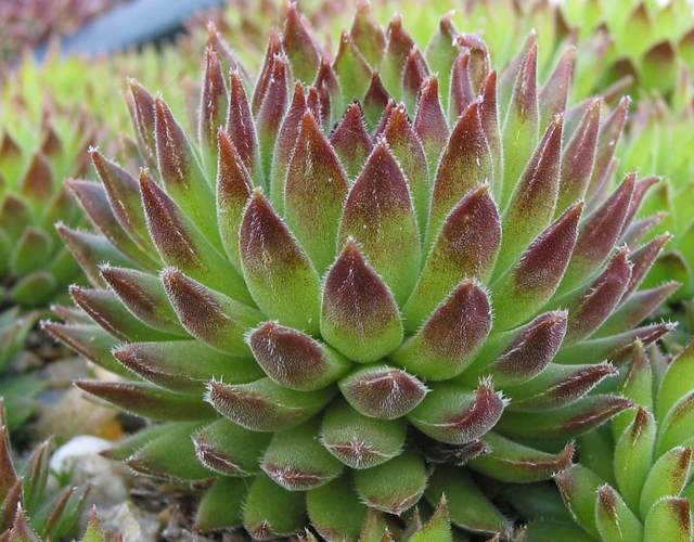 thompsonianum