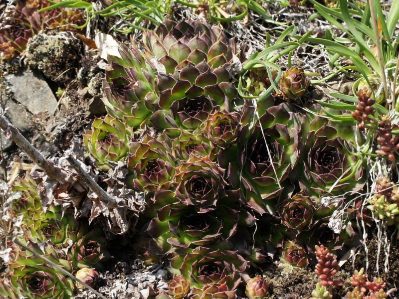 tectorum var. tectorum from Villnösstal (Teis)