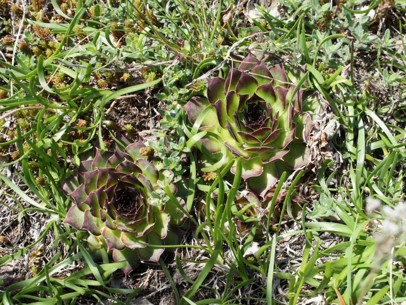 tectorum var. tectorum from Villnösstal (Teis)