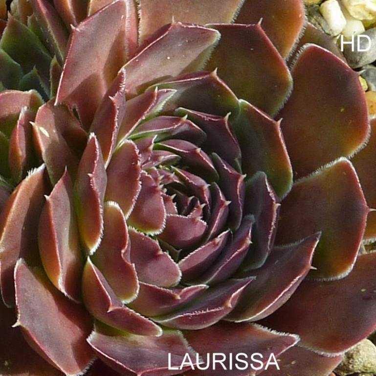 Laurissa / Jovi