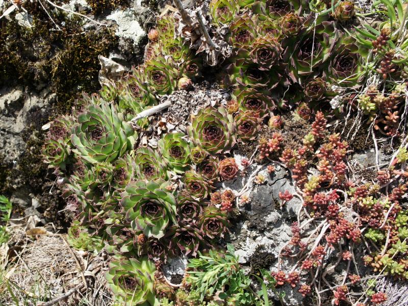 tectorum var. tectorum from Villnösstal (Teis)