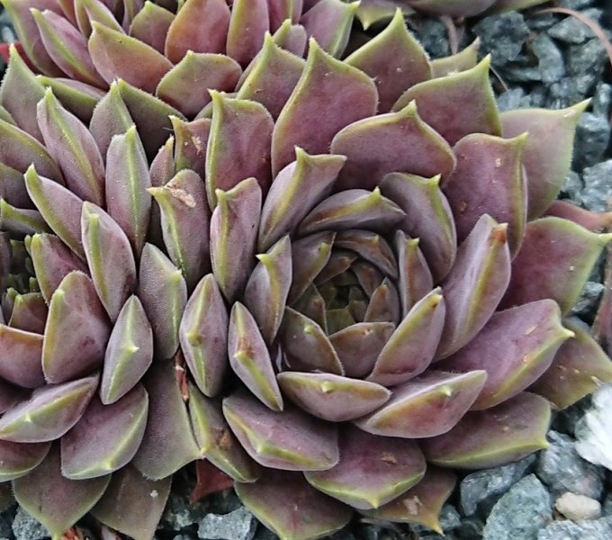 marmoreum ssp. erythraeum from Jundola-Pashovi