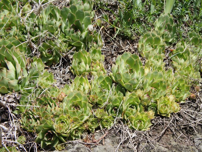 tectorum var. tectorum from Villnösstal (Straße nach Teis)