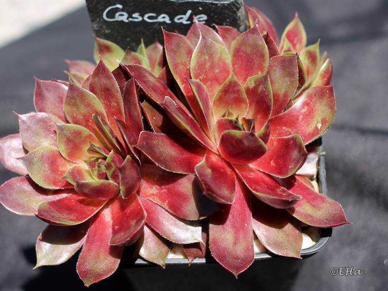 Cascade