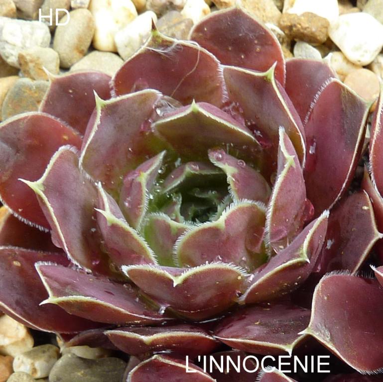 L'Innocenie / Jovi