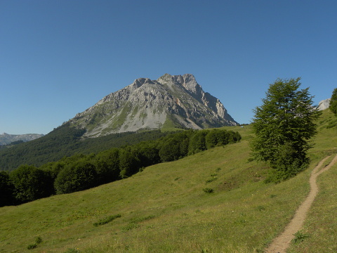 marmoreum ssp. marmoreum from Kom Vasojevićki (Abhang)