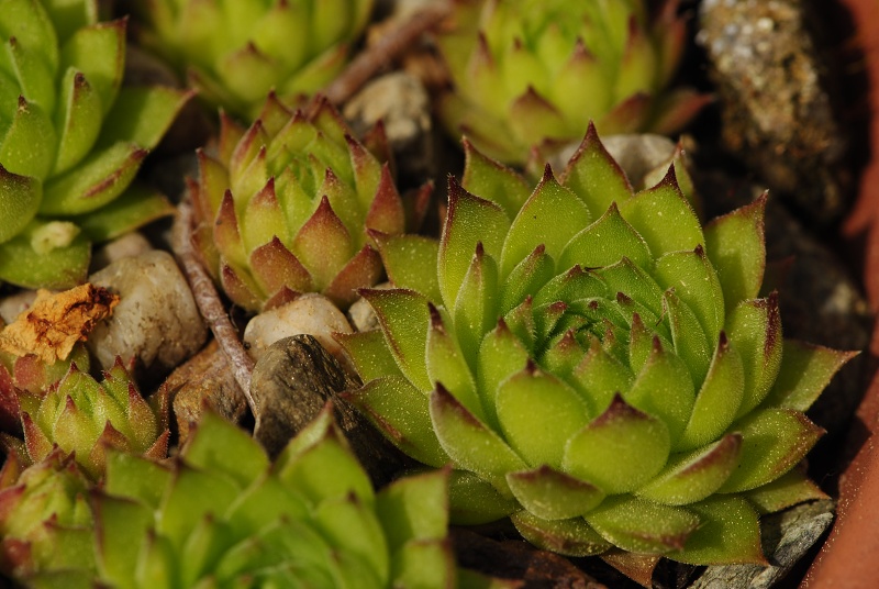 marmoreum ssp. reginae-amaliae (macedonicum) cf. from Golem Korab, Abhang