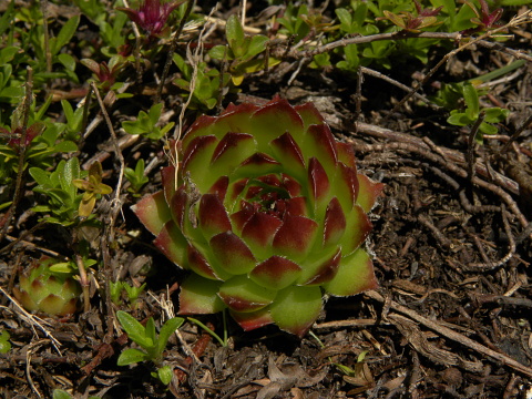 marmoreum ssp. marmoreum from Kom Vasojevićki (Abhang)