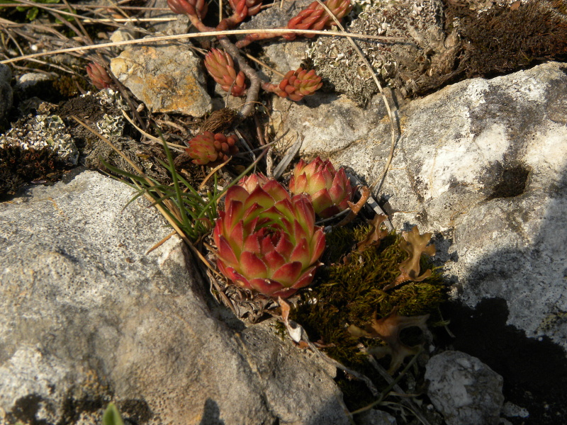 marmoreum ssp. marmoreum from Ćurovac, Aussicht