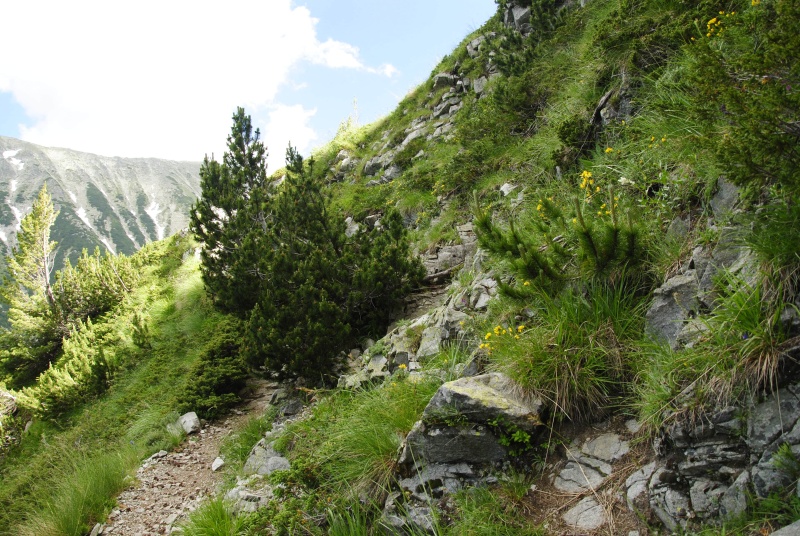 marmoreum ssp. erythraeum from Vihren, O Abhang