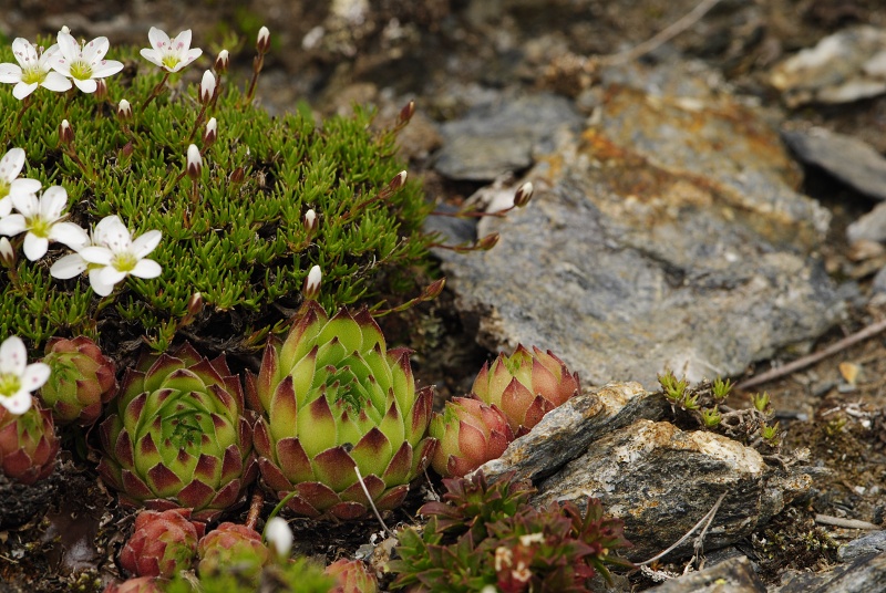 marmoreum ssp. reginae-amaliae (macedonicum) cf. from Golem Korab, Abhang