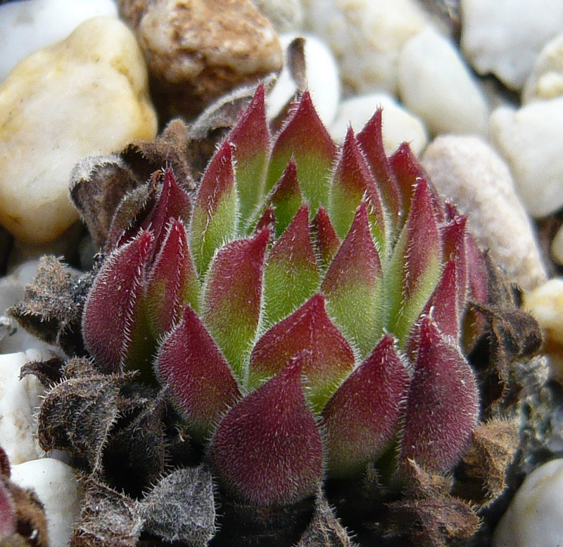 marmoreum ssp. reginae-amaliae (angustissimum)