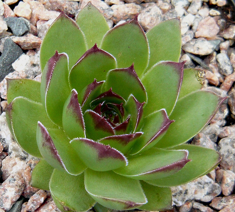 tectorum var. arvernense from Rocher de Bonnevie (Typ 01A)