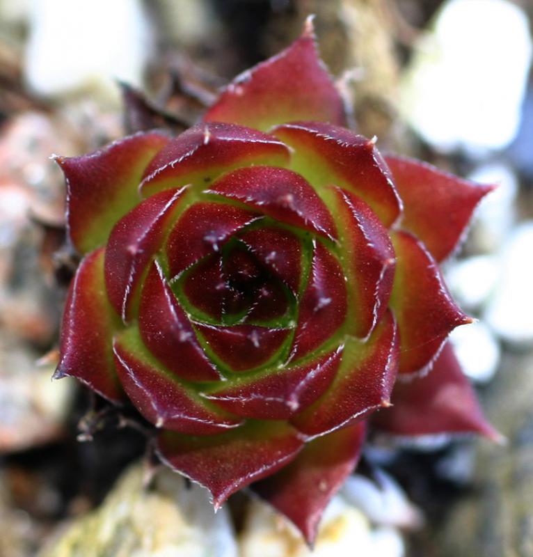 marmoreum ssp. marmoreum (balcanicum)