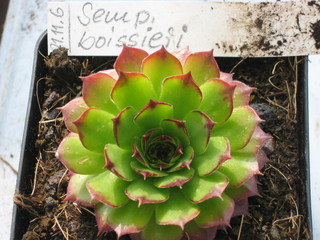 tectorum var. tectorum (boissieri)