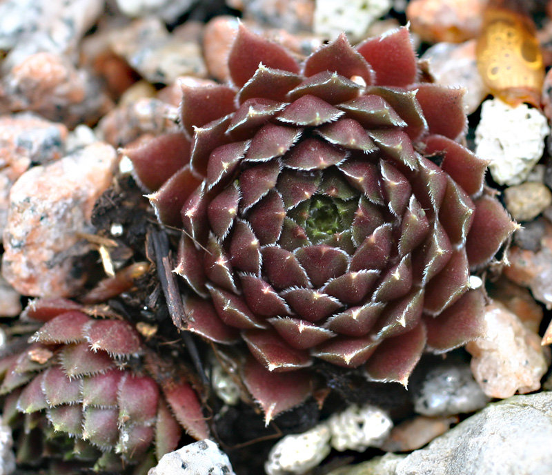 marmoreum ssp. erythraeum from Pirin