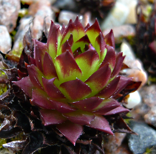 marmoreum ssp. marmoreum (dinaricum)