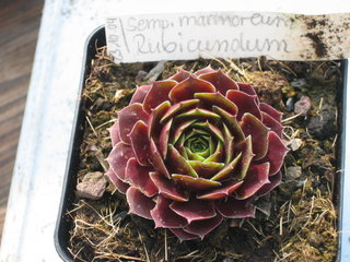 marmoreum ssp. marmoreum (rubicundum)