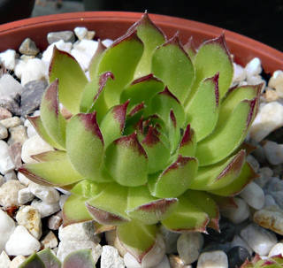 marmoreum ssp. matricum
