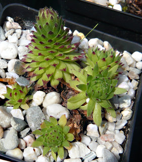 montanum (monticolum)