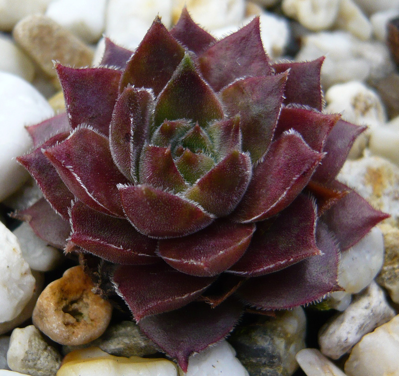 marmoreum ssp. reginae-amaliae from Kambeecho No. 2 (Red Form)