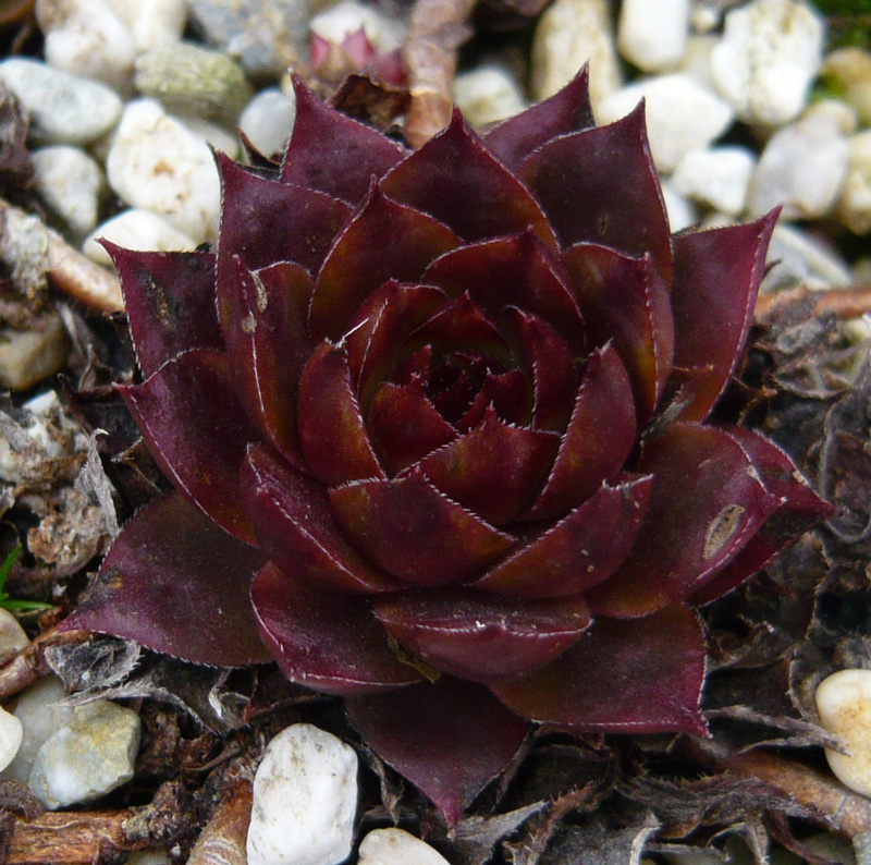 tectorum var. tectorum (rhenanum)