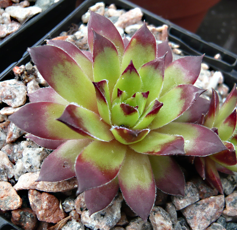 tectorum var. tectorum (rhodanicum)