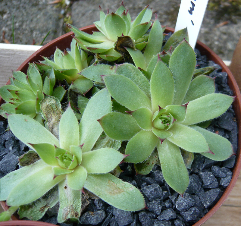 tectorum var. tectorum (glaucum)