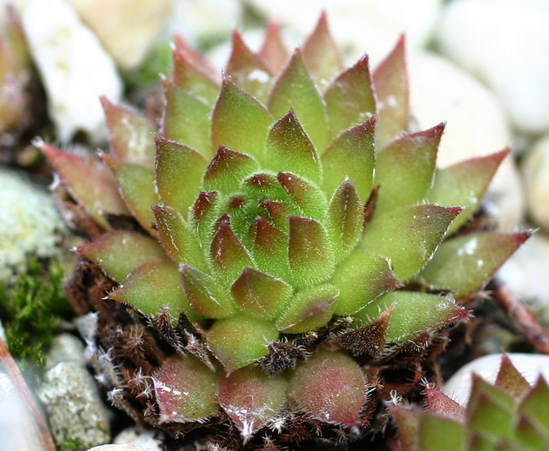 thompsonianum