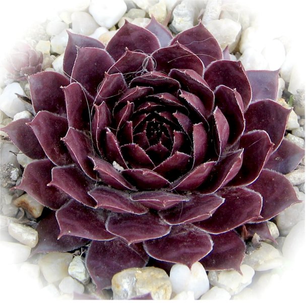 tectorum var. tectorum (vicentei)