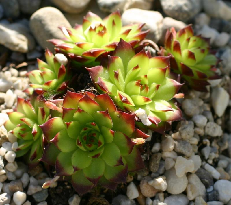 marmoreum ssp. marmoreum (balcanicum)