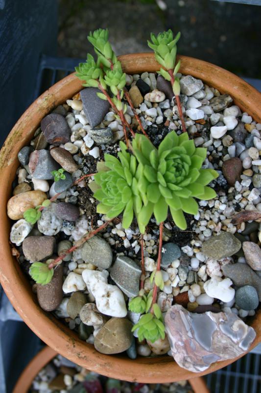 montanum ssp. burnatii from Queyras