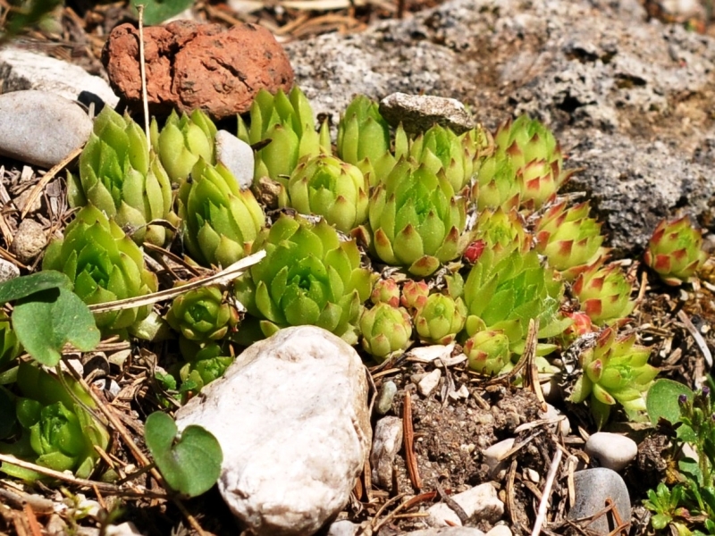 marmoreum ssp. reginae-amaliae (macedonicum)