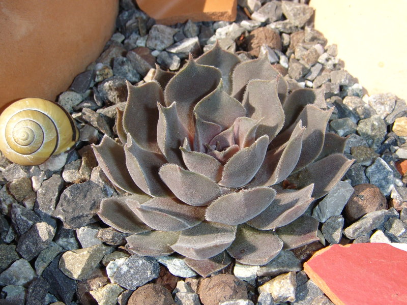 marmoreum ssp. reginae-amaliae (degenianum)
