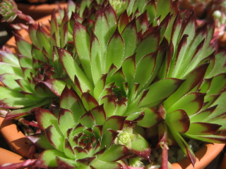 marmoreum ssp. marmoreum (dinaricum)