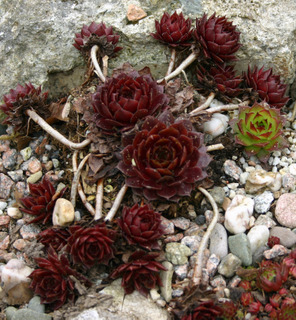 marmoreum ssp. marmoreum (rubicundum)