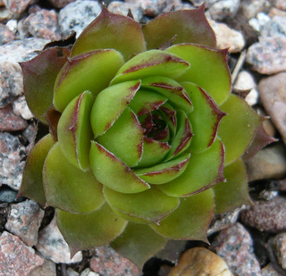 tectorum var. tectorum (pyrenaicum) from Luz St. Sauveur